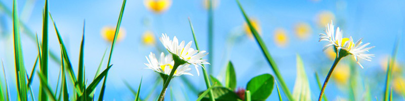 mortgage-portability